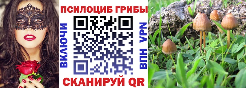 Псилоцибиновые грибы Psilocybe  где найти наркотики  Чегем 